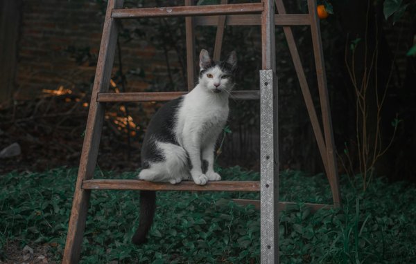 Come stanno influenzando le notizie locali le comunità italiane?